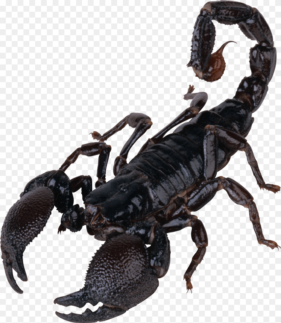 Transparent Cc0 Image Library Scorpion, Animal, Invertebrate, Insect, Bird Free Png Download