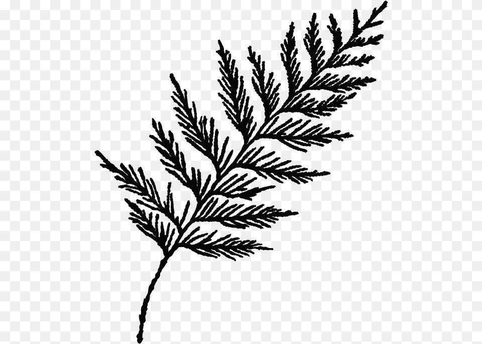 Transparent Cedar Tree Clipart Black And White, Plant, Leaf, Weather, Outdoors Png