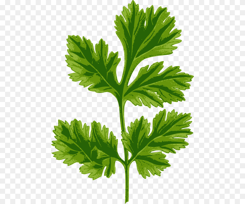 Celery Clipart Coriander Clipart, Herbs, Leaf, Parsley, Plant Free Transparent Png