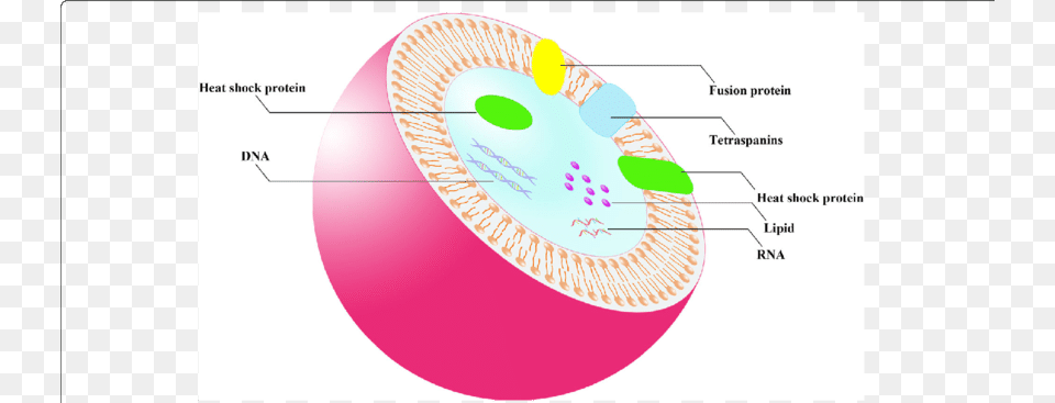 Transparent Cell Membrane Clipart Double Membrane Structure, Sphere, Diagram, Chart, Plot Png Image