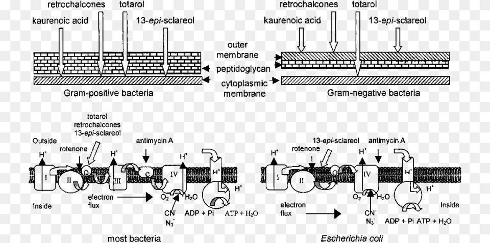 Transparent Cell Wall Bacterial Cell Wall Chain, Architecture, Building, Factory, Railway Png