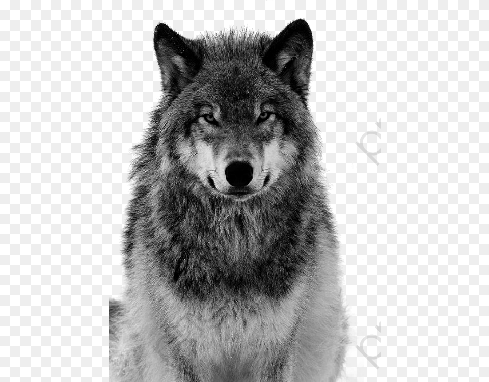 Transparent Charlottes Web Clipart Angry Wolf Look, Animal, Mammal, Canine, Dog Png Image