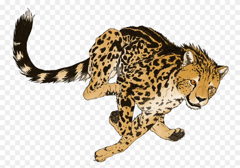 Transparent Cheetah, Animal, Mammal, Wildlife, Person Free Png