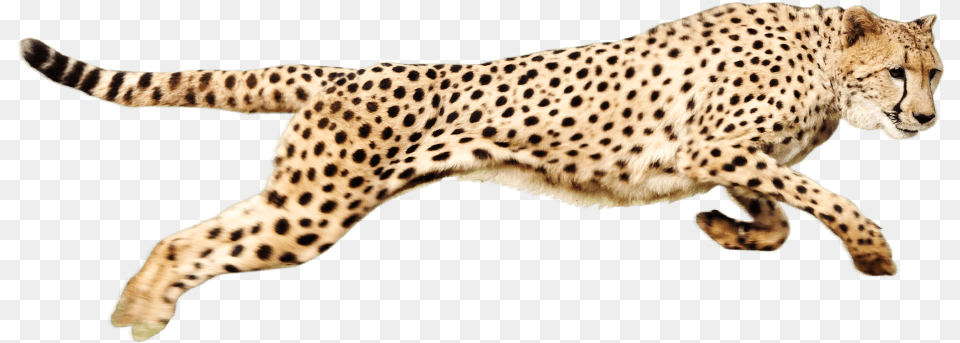 Transparent Cheetah Clipart Cheetah, Animal, Mammal, Wildlife Free Png Download