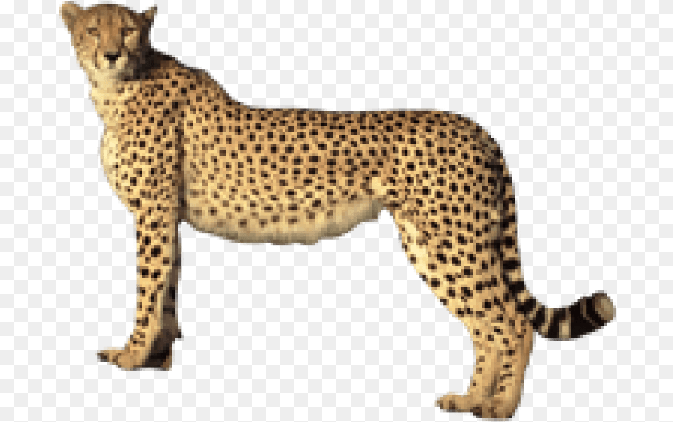 Transparent Cheetahs Clipart Cheetah Transparent Background, Animal, Mammal, Wildlife Png Image