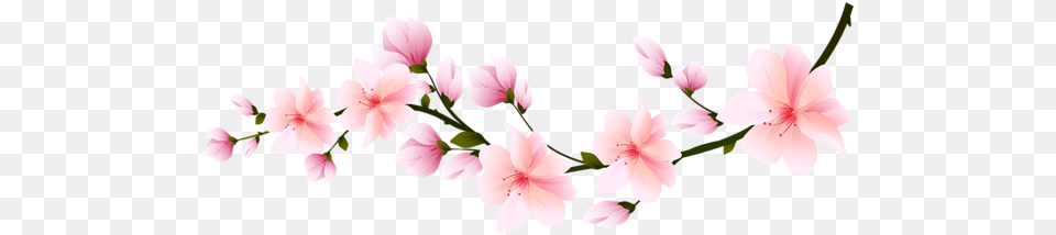 Transparent Cherry Blossom Branch, Flower, Geranium, Plant, Petal Png