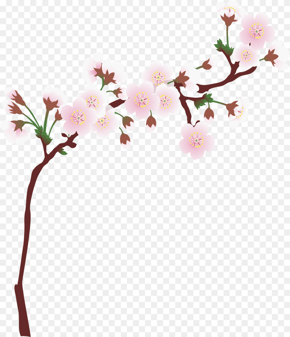 Transparent Cherry Blossom Cherry Blossom Border Clip Art, Cherry Blossom, Flower, Plant Free Png Download