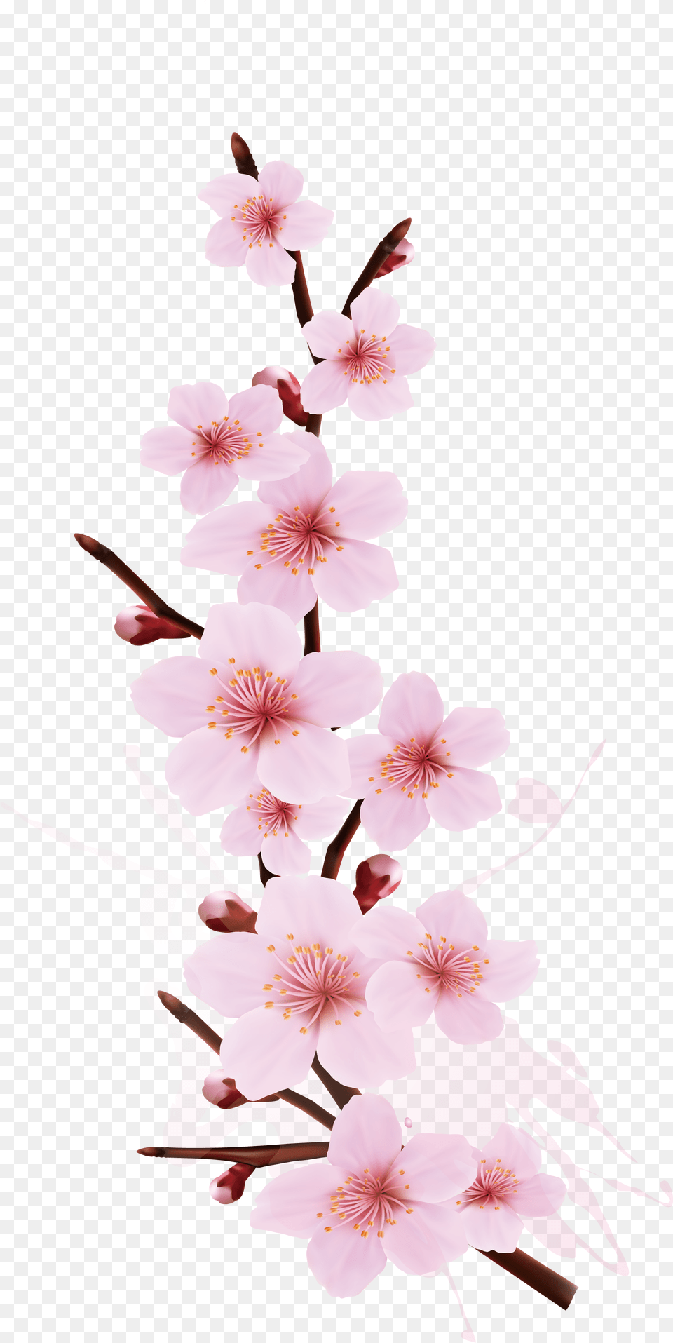 Transparent Cherry Blossom Cherry Blossom Branch Design, Flower, Plant, Cherry Blossom, Petal Png