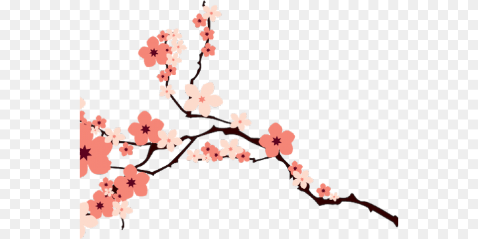 Transparent Cherry Blossom Clipart Cherry Blossom Vector, Flower, Plant, Cherry Blossom, Face Free Png Download