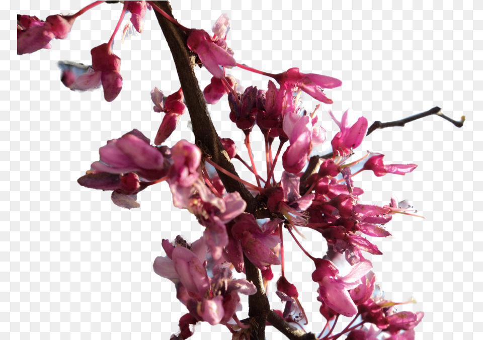 Transparent Cherry Blossom Flower Branches Transparency, Petal, Plant, Cherry Blossom Png Image