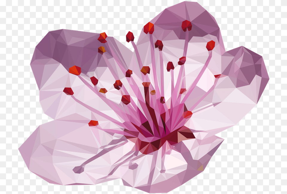 Transparent Cherry Blossom Flower Flower Cherry Blossom, Plant, Cherry Blossom, Petal, Person Free Png