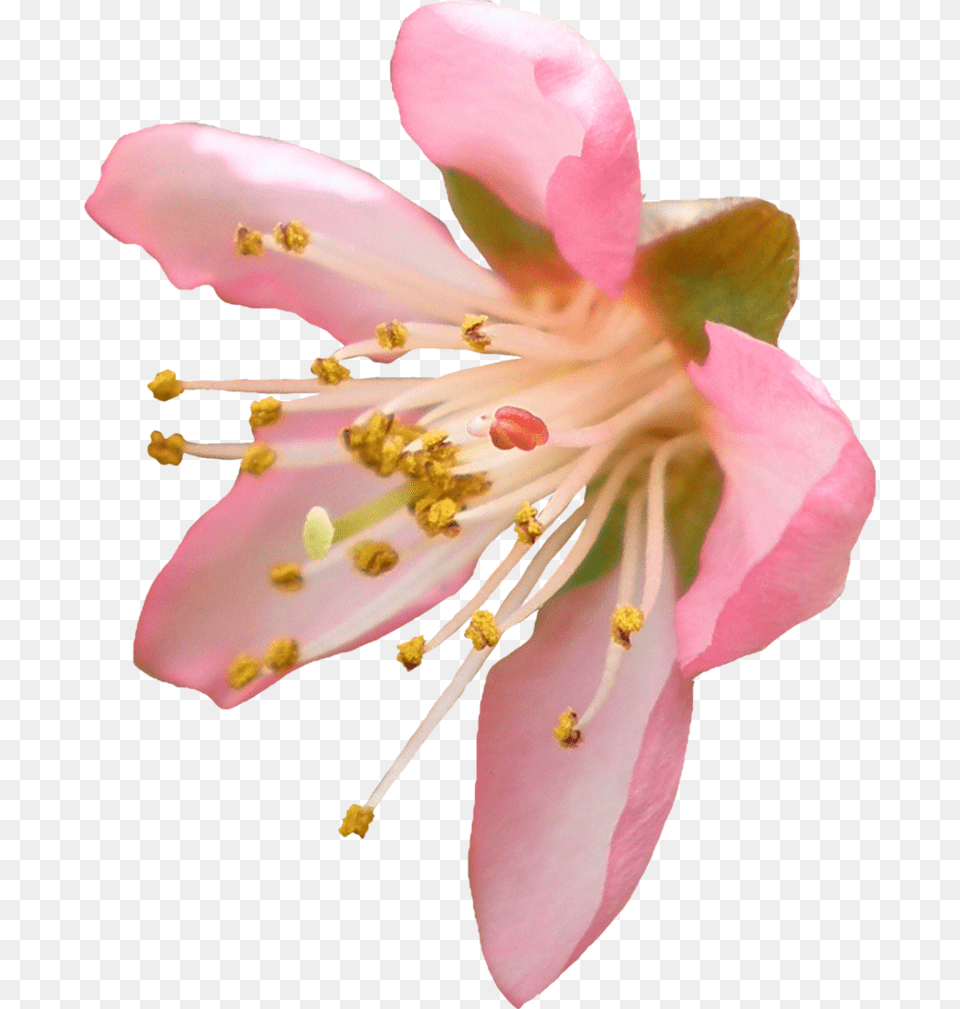 Cherry Blossom Flower Cherry Blossom Background, Anther, Petal, Plant, Pollen Free Transparent Png