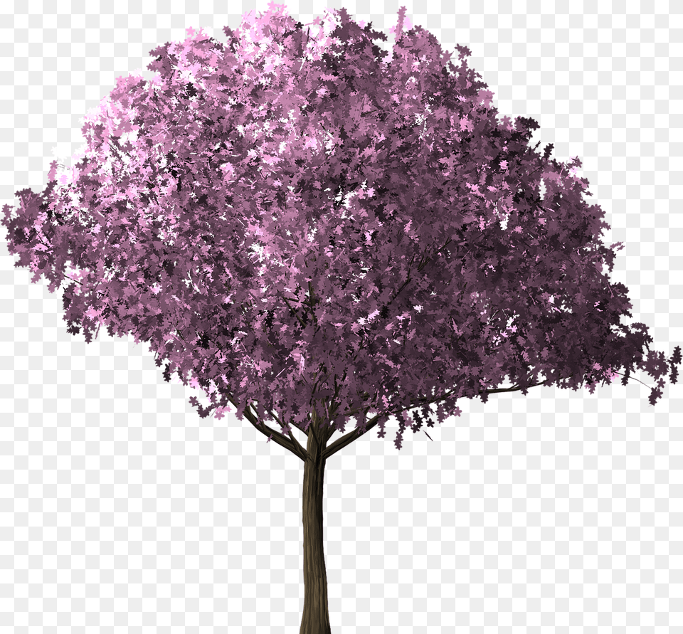 Transparent Cherry Blossom Tree, Flower, Plant, Purple, Cherry Blossom Png