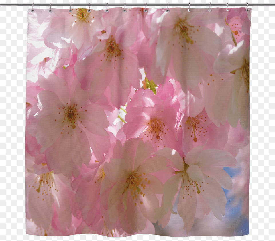 Transparent Cherry Blossom Tree Cherry Blossom, Flower, Plant, Cherry Blossom, Petal Free Png