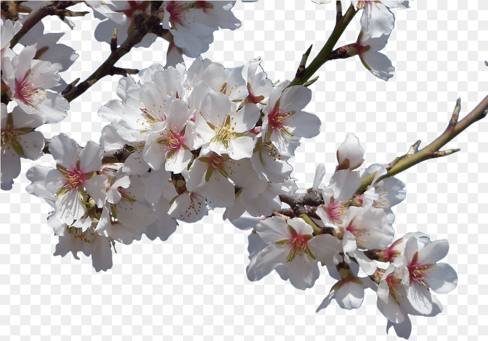 Transparent Cherry Blossom Tree Clipart Flower Real Background, Plant, Pollen, Cherry Blossom, Geranium Free Png
