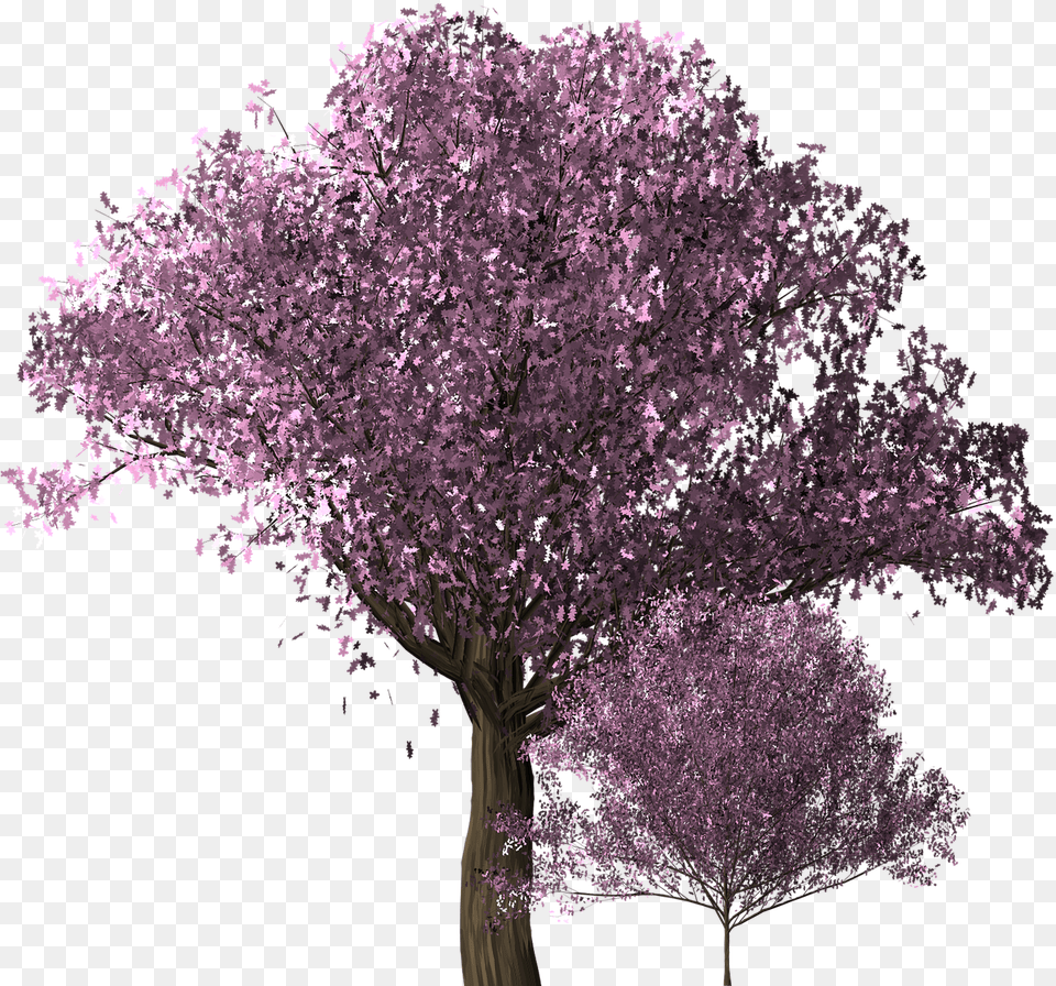 Transparent Cherry Blossoms Tree, Flower, Plant, Purple, Cherry Blossom Free Png