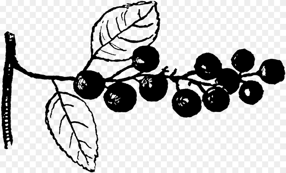 Transparent Cherry Tree Clipart Illustration, Food, Fruit, Plant, Produce Png Image
