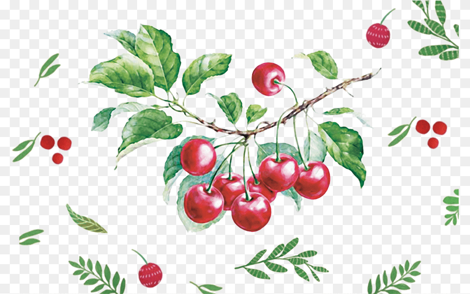Transparent Cherry Vector Cherry Drawing Watercolor, Food, Fruit, Plant, Produce Free Png