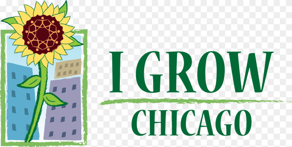 Transparent Chicago Grow Chicago, Flower, Plant, Sunflower Free Png Download