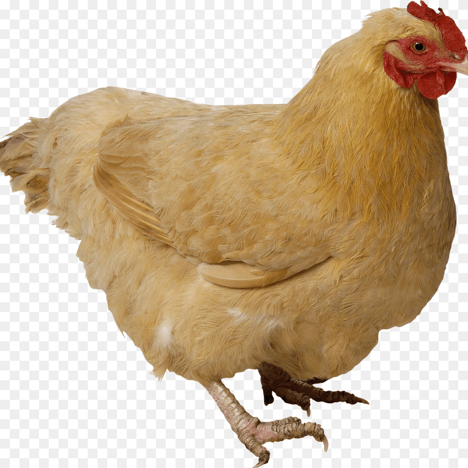 Transparent Chicken Animal, Bird, Fowl, Hen, Poultry Png Image