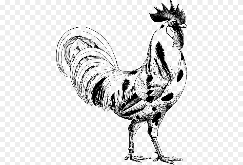 Chicken Drawing Chicken, Gray Free Transparent Png