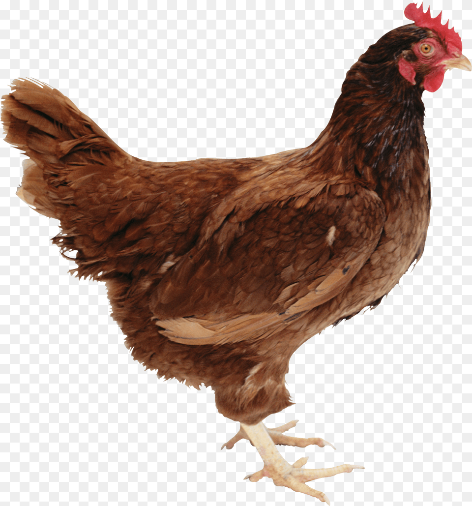 Transparent Chicken Head Rhode Island Red Chicken, Animal, Bird, Fowl, Poultry Free Png