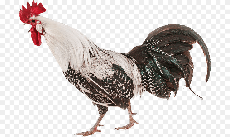 Transparent Chicken Chicken Real, Animal, Bird, Fowl, Poultry Png Image