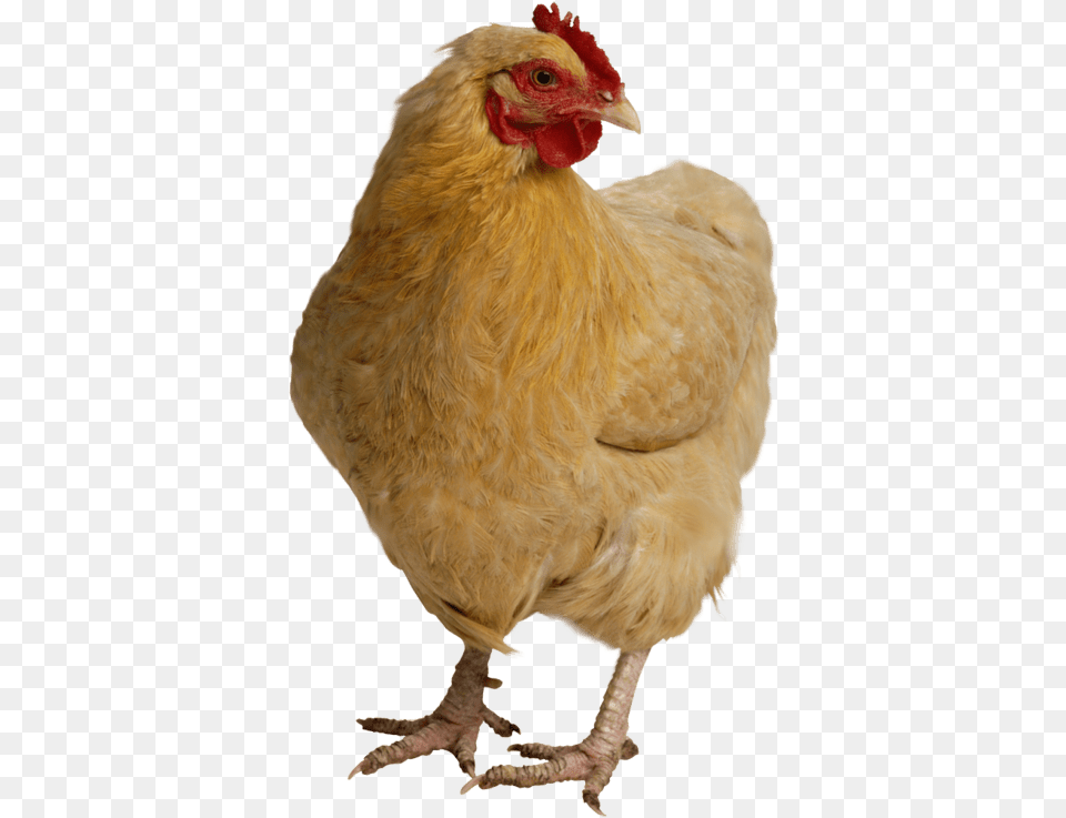 Transparent Chicken Transparent Chicken High Res, Animal, Bird, Fowl, Hen Free Png