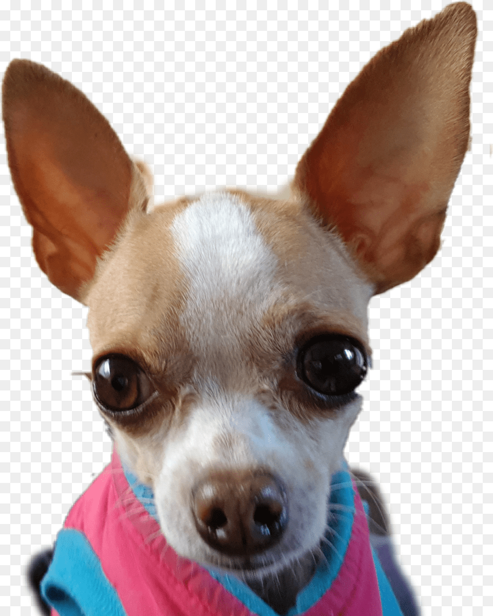 Transparent Chihuahua, Animal, Canine, Dog, Mammal Png Image