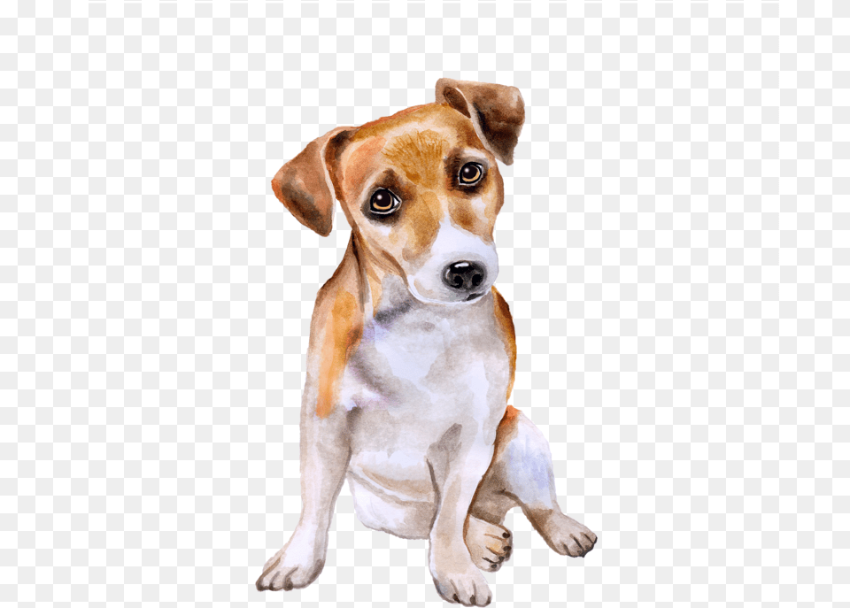 Transparent Chihuahua Clipart, Animal, Canine, Dog, Hound Free Png Download