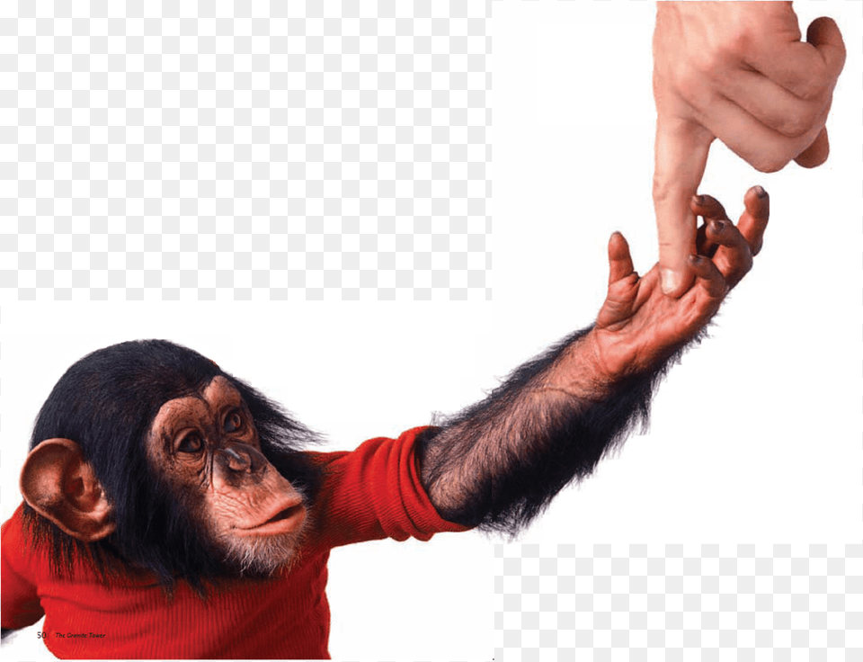 Chimp Project Nim, Hand, Person, Body Part, Finger Free Transparent Png