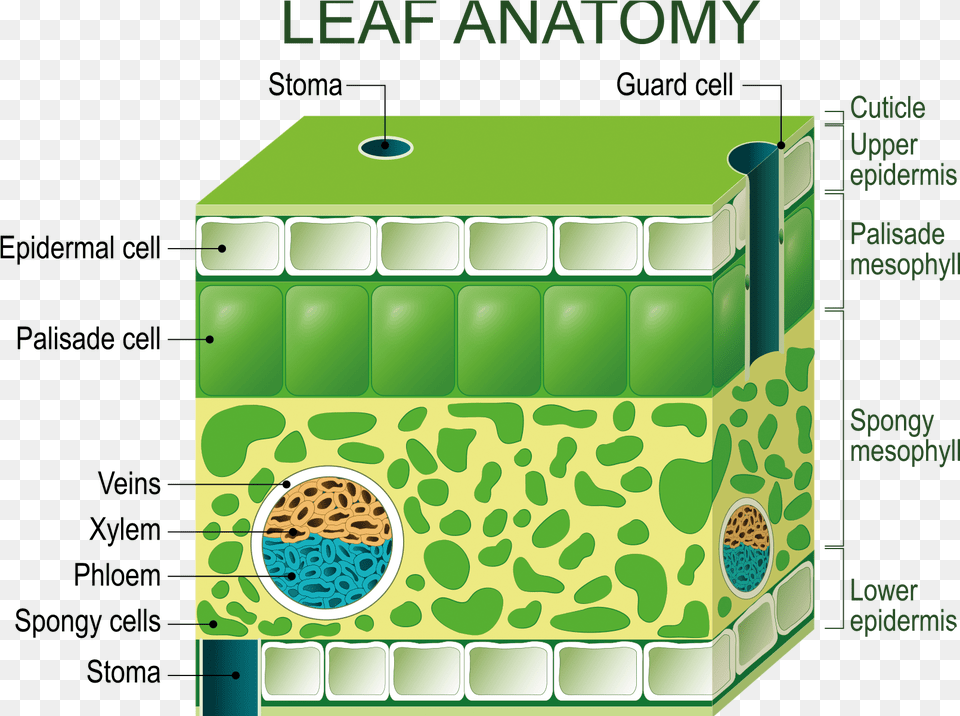 Transparent Chloroplast Diagram Of A Leaf Structure, Green Free Png Download