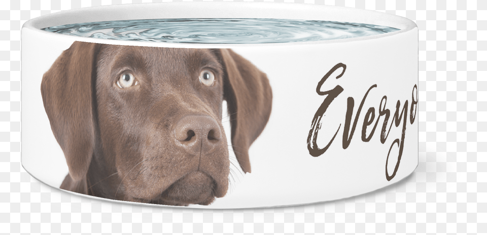 Transparent Chocolate Lab Weimaraner, Animal, Canine, Dog, Mammal Png Image