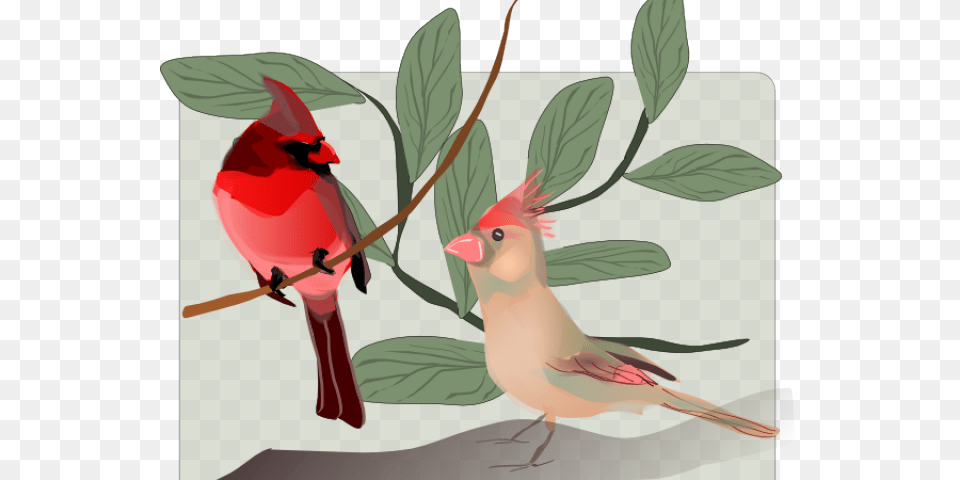 Transparent Christmas Cardinal Clipart Bird, Animal Png