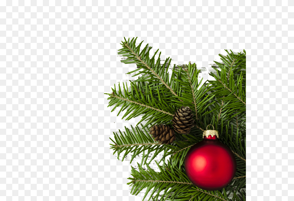Transparent Christmas Tree Vector Christmas Tree, Conifer, Fir, Plant, Accessories Free Png Download