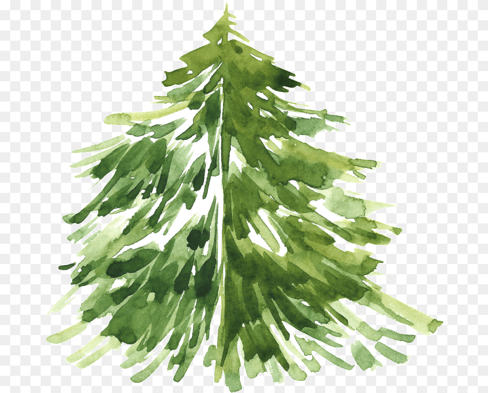 Transparent Christmas Tree Watercolor Pine Tree, Plant, Fir, Christmas Decorations, Festival Png