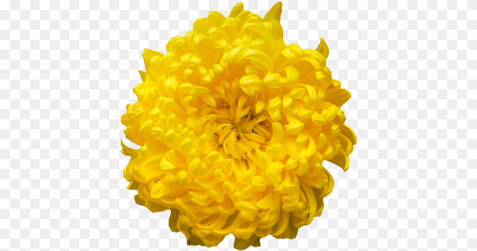 Transparent Chrysanthemum Yellow Orange, Dahlia, Flower, Plant, Petal Png Image