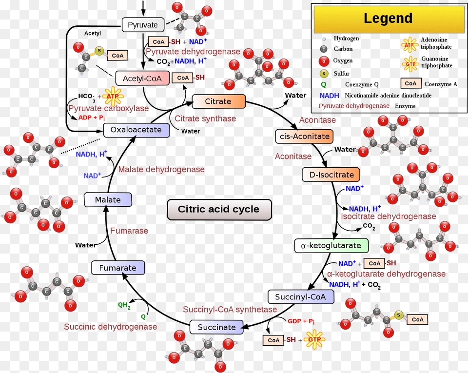 Transparent Cicle Citric Acid Cycle Mcat Png