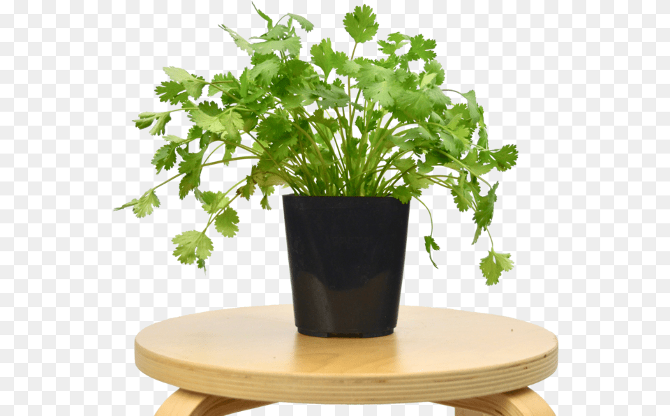 Transparent Cilantro Coffee Table, Food, Plant Free Png