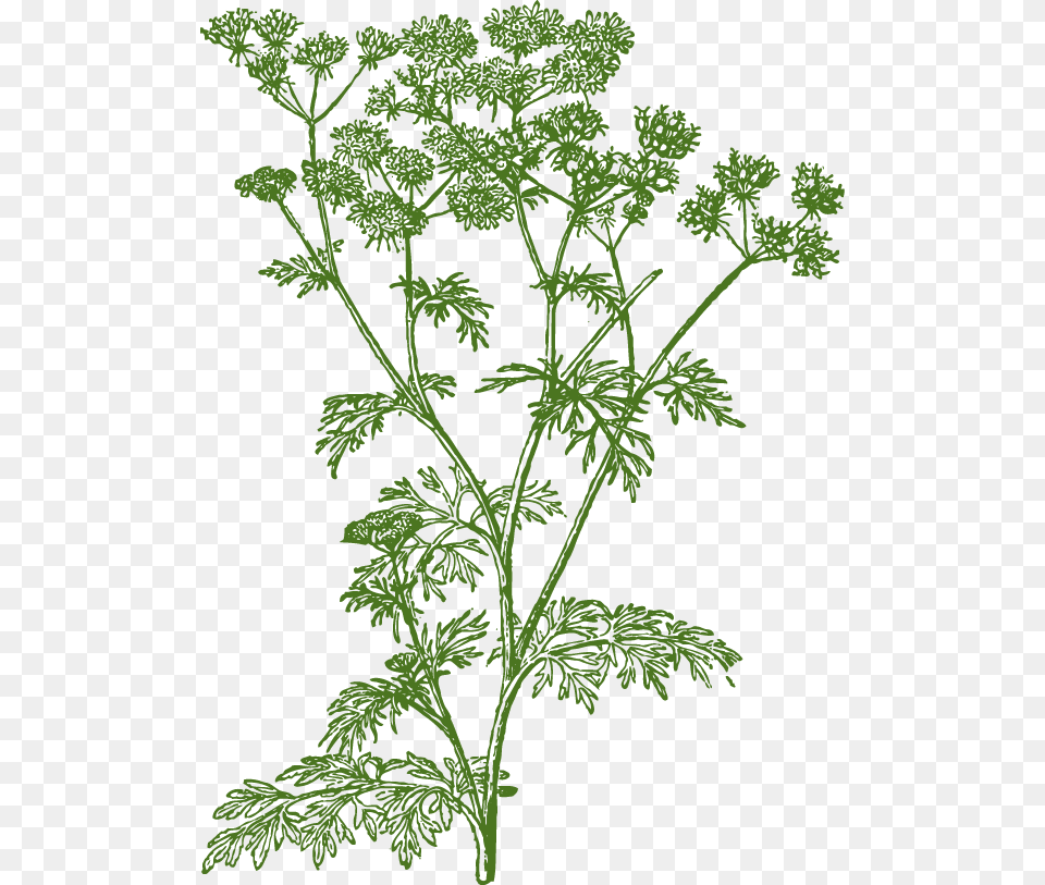 Transparent Cilantro Cow Parsley, Green, Plant, Herbs, Pattern Png