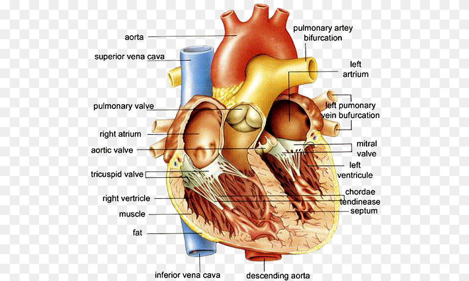 Transparent Circulatory System Anatomy Of The Human Heart Diagram, Body Part, Face, Head, Neck Png