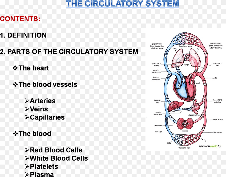 Transparent Circulatory System Circulatory System In Man, Ct Scan, Baby, Person, Face Free Png Download