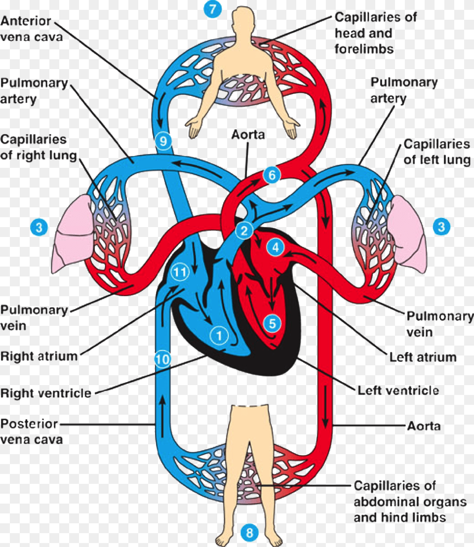 Transparent Circulatory System Clipart Human Heart Circulation, Baby, Person, Bow, Weapon Free Png Download