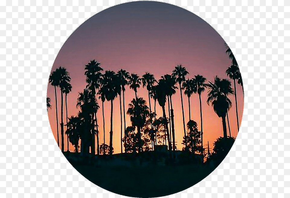 City Background Iphone X Wallpaper Palm Trees, Photography, Plant, Fisheye, Person Free Transparent Png