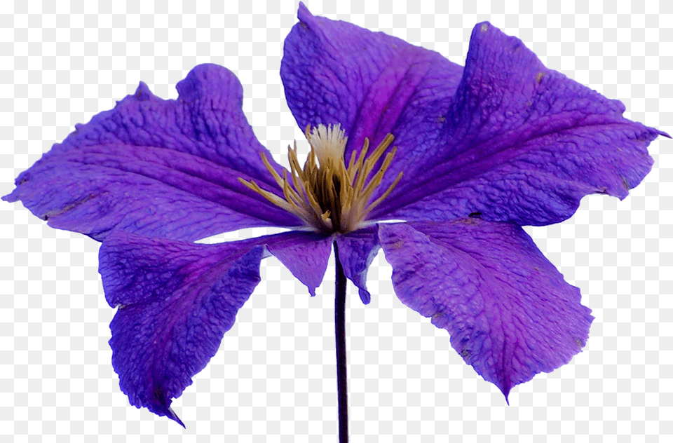 Transparent Clematis Clipart Lilac Hibiscus, Flower, Geranium, Iris, Plant Free Png Download