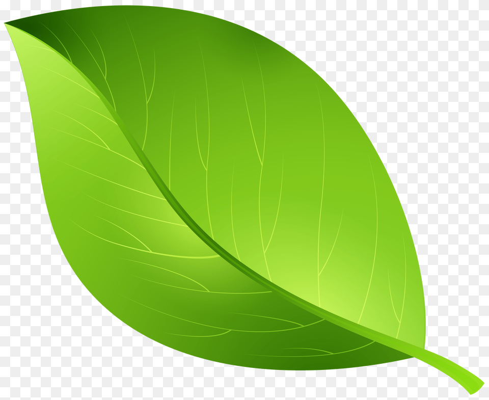 Clip Art Green Background, Leaf, Plant Free Transparent Png