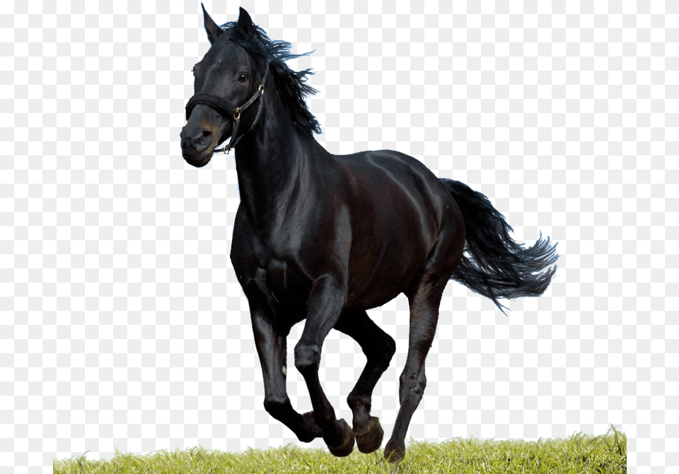 Transparent Clipart Black Horse Psd Runing Horse Black, Animal, Mammal, Stallion, Andalusian Horse Png Image
