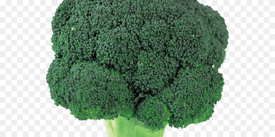 Transparent Clipart Broccoli Broccoli Head, Food, Plant, Produce, Vegetable Png Image