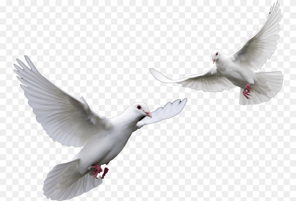 Clipart Doves For Funeral Doves, Animal, Bird, Pigeon, Dove Free Transparent Png