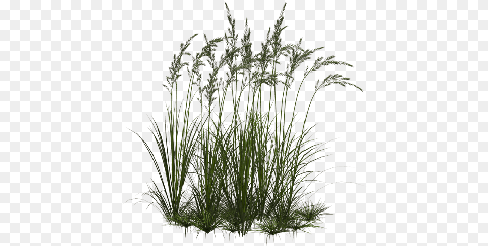 Transparent Clipart Image Grass 1 Flower Transparent Grass, Plant, Vegetation, Reed, Agropyron Free Png Download